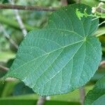 Dombeya acutangula Folio