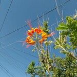 Caesalpinia pulcherrimaFleur