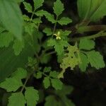 Cardamine trichocarpa Hábito