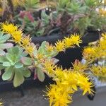 Sedum palmeriFlower