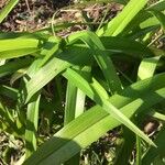 Tradescantia virginianaLeaf