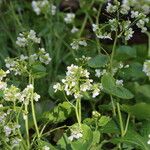 Cardamine asarifolia Fula