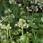 Cardamine asarifolia 花