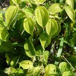 Miconia crenata Leaf