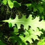 Cirsium tuberosum पत्ता