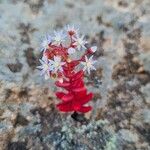Sedum caeruleum Flor