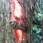 Pterocarpus soyauxii Kéreg/szár