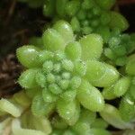 Sedum hirsutum Folla