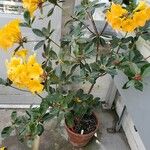 Rhododendron valentinianum Агульны выгляд