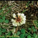 Trifolium occidentale ശീലം