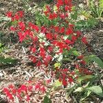 Salvia coccinea Цвят