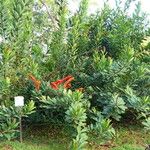 Norantea guianensis Hábito