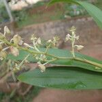 Polystachya odorata Blatt