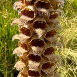 Digitalis ferruginea Blüte
