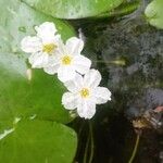 Nymphoides cristata Flor