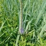 Veronicastrum virginicum (L.) Farw.Květ