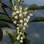 Elaeocarpus nodosus फूल