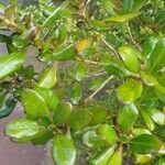 Coprosma repens Leaf