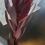 Leucadendron salignumLeaf