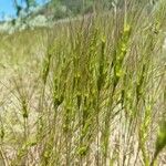 Aegilops triuncialis Foglia