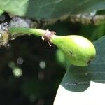 Garcinia livingstonei 果實