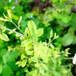 Nothoscordum borbonicum Leaf