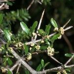 Discaria toumatou Flor