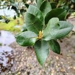 Myrceugenia exsucca Hoja