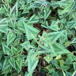 Persicaria chinensis Leaf