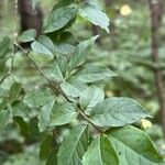 Euonymus verrucosus Leaf