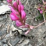 Onobrychis montana Blüte