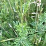 Jacobaea erucifolia Blatt