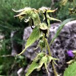 Campanula trachelium Плод