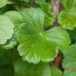 Pelargonium × hybridum Leaf