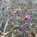 Thymus longiflorus Fula