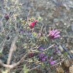 Thymus longiflorus Flower