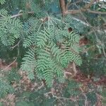 Vachellia farnesiana Lapas