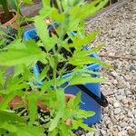 Chenopodium ficifolium Feuille