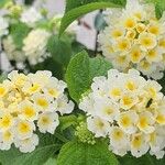 Lantana canescens Цвят