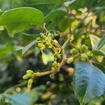 Zanthoxylum asiaticum फूल