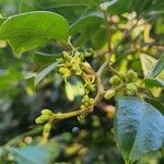 Toddalia asiatica Flower