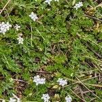 Galium saxatile Folla