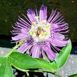 Passiflora incarnata Virág