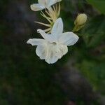 Jasminum sambacফুল