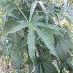 Abelmoschus moschatus Frunză