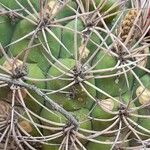 Gymnocalycium saglionis Leaf