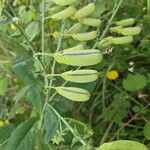 Crotalaria spectabilis Плод