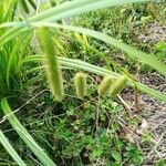 Carex pseudocyperus ফুল
