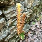 Orobanche flava Flower