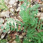 Coronilla vaginalis Leaf